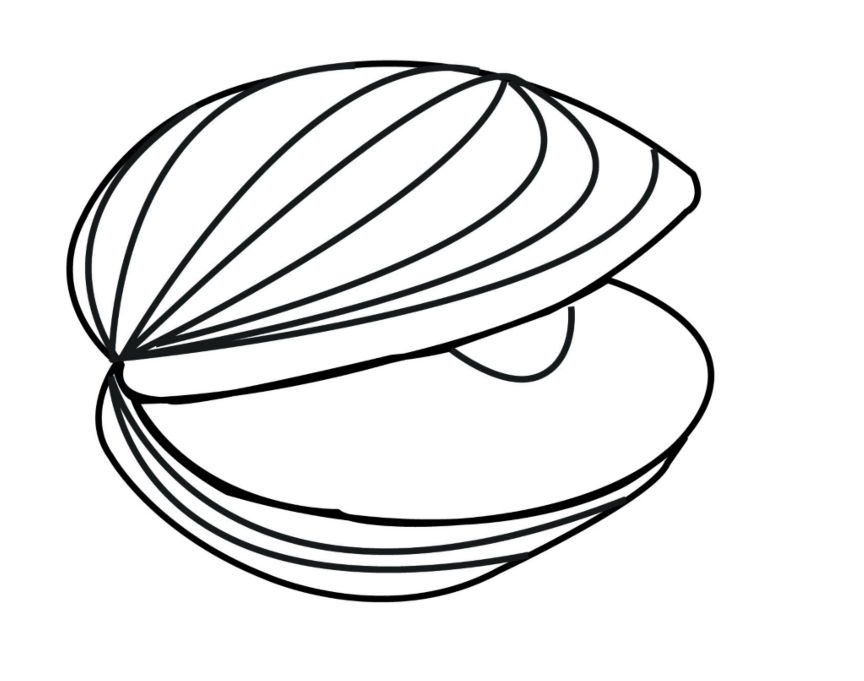 oyster