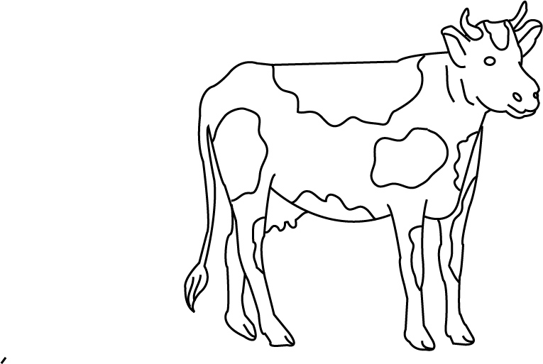 cows