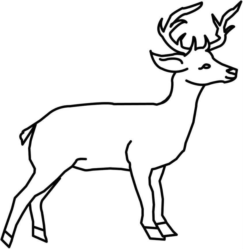 deer