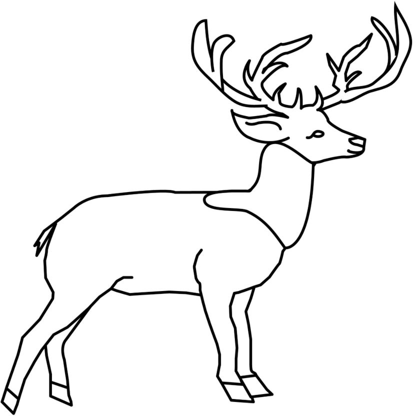 elk