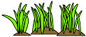 grass
