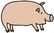 pig