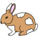 a rabbit 