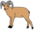 ram