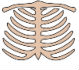 ribs