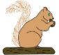 squirrel