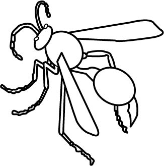 wasp