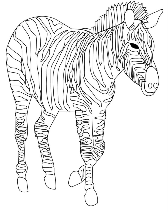zebra